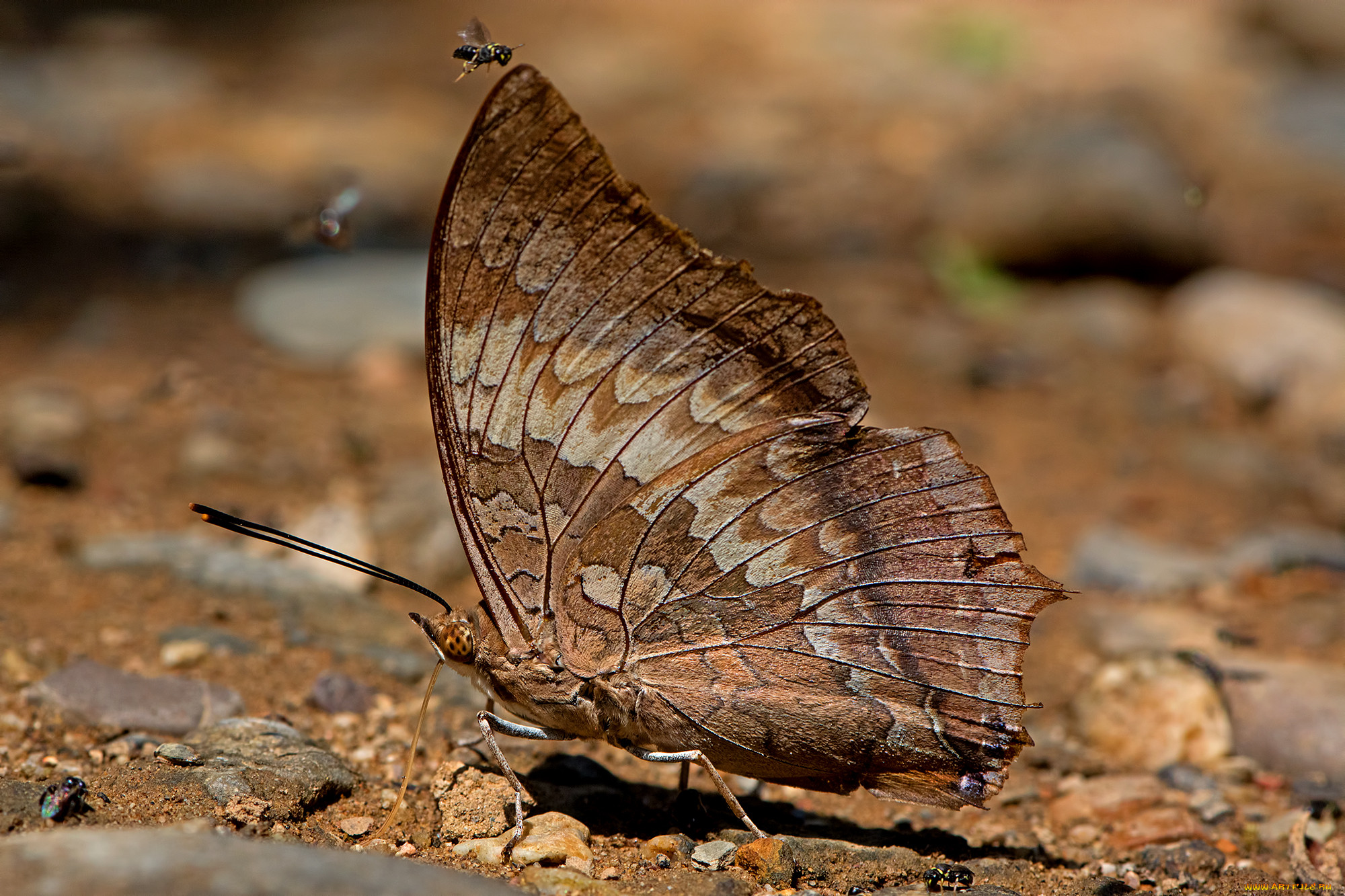 charaxes bernardus - common tawny rajah, , ,  ,  , 